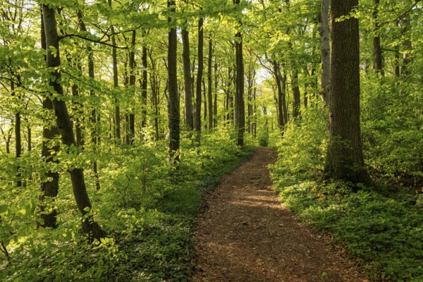 A picturesque hiking trail snakes through an idyllic deciduous forest in spring, Ith-Hils-Weg, Weser Hills, Lower Saxony, Germany