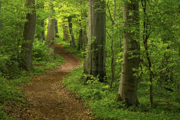 A winding hiking trail snakes through the tree trunks of an idyllic beech forest, Ith-Hils-Weg, Weser Hills, Lower Saxony, Germany