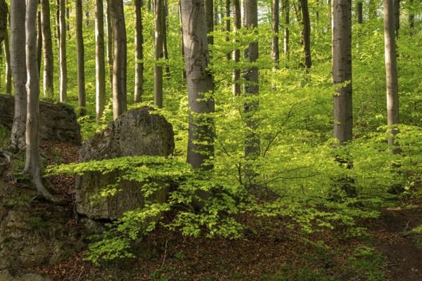 Lush green deciduous forest above the cliffs of the Ith in spring, Weser Hills, Lower Saxony, Germany