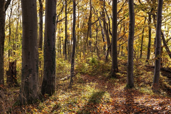 Autumnal deciduous forest above the cliffs of Ith, Saubrink-Oberberg Nature Reserve, Weser Hills, Lower Saxony, Germany