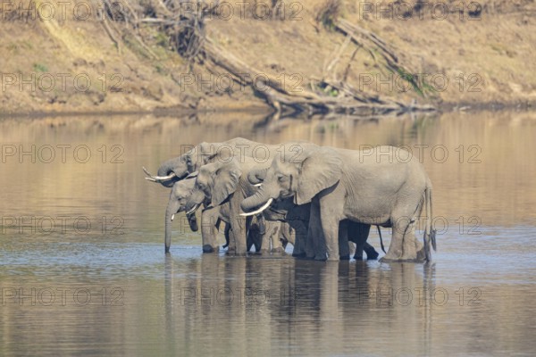 Family of the African elephant (Loxodonta africana) crossing the Luangwa River in Zambia