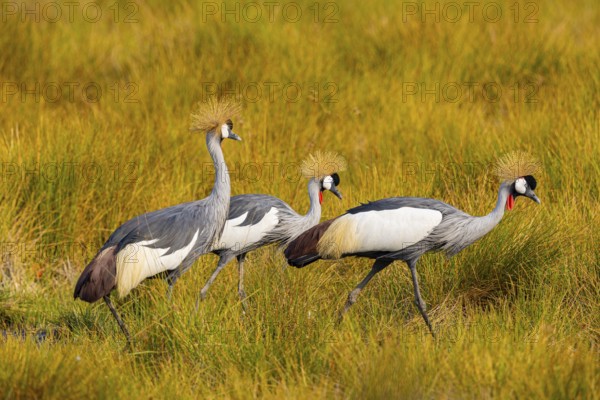 Crowned Crane (Balearica regulorum) Zambia