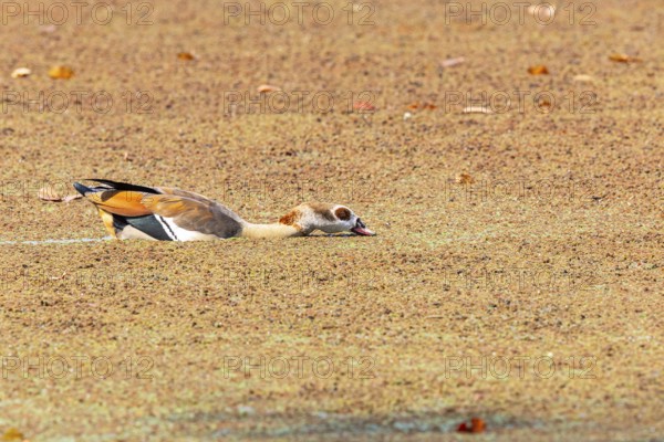 Egyptian goose (Alopochen aegyptiaca) Zambia