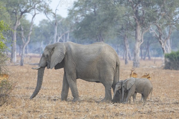 African elephant (Loxodonta africana) Zambia