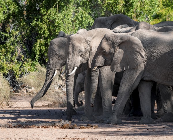 Herd of African elephants (Loxodonta africana), desert elephants, riverbed of the Ugab River, Damaraland, Kunene region, Namibia