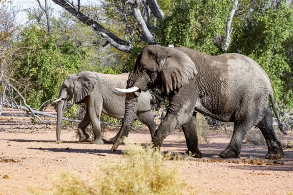 Two African elephants (Loxodonta africana), bull and female, desert elephant, in the riverbed of the Ugab River, Damaraland, Kunene Region, Namibia