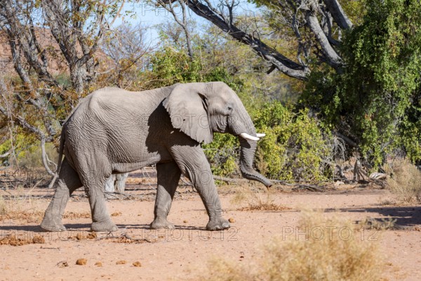African elephant (Loxodonta africana), desert elephant, in the riverbed of the Ugab River, Damaraland, Kunene region, Namibia