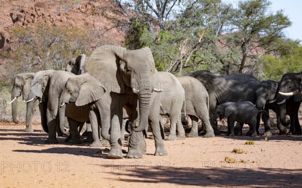 African elephants (Loxodonta africana), bull and herd, desert elephant, in the riverbed of the Ugab River, Damaraland, Kunene region, Namibia