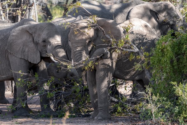 African elephants (Loxodonta africana) eating leaves on a tree, desert elephants, riverbed of the Ugab River, Damaraland, Kunene region, Namibia