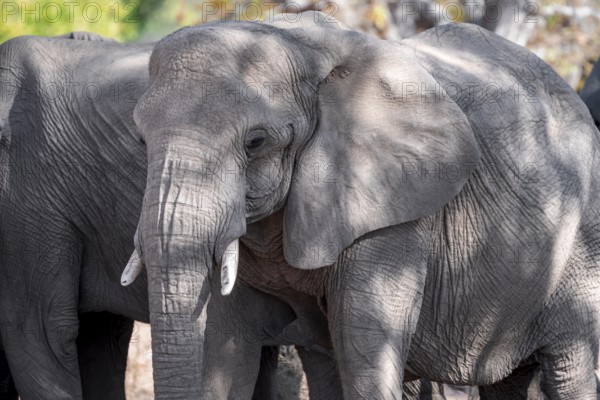 Single elephant in a herd of African elephants (Loxodonta africana), desert elephants, riverbed of the Ugab River, Damaraland, Kunene region, Namibia