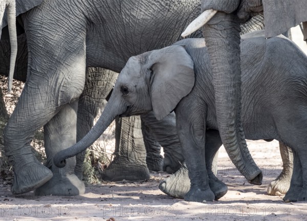 Juvenile between adult elephants, African elephant (Loxodonta africana), desert elephants, riverbed of the Ugab River, Damaraland, Kunene region, Namibia