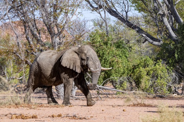 African elephant (Loxodonta africana), adult male, desert elephant, in the riverbed of the Ugab River, Damaraland, Kunene Region, Namibia