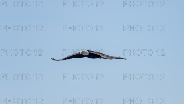 Bald eagle (Haliaeetus leucocephalus) in flight against a blue sky, Anchor Point, Alaska, USA