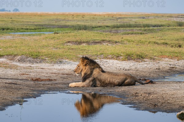 Maned lion, lion (Panthera leo), Ihaha, Chobe National Park, Botswana