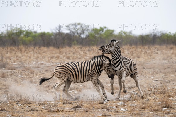 Two plains zebras (Equus quagga) fighting, Etosha National Park, Namibia