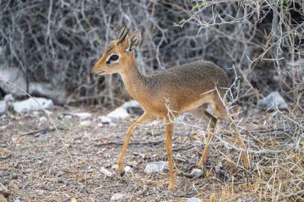 Damara dik-dik or kirk dik-dik (Madoqua kirkii), adult animal in the undergrowth, Etosha National Park, Namibia
