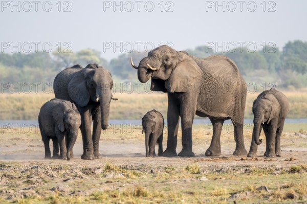 Herd of African elephants (Loxodonta africana), Ihaha, Chobe National Park, Botswana