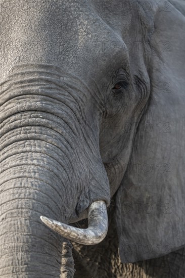 Animal portrait, African elephant (Loxodonta africana), Ihaha, Chobe National Park, Botswana
