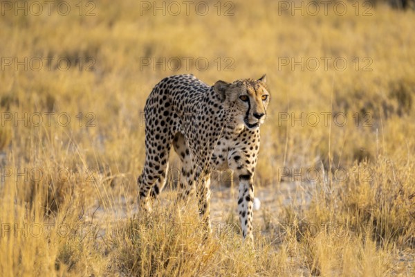 Cheetah (Acinonyx jubatus) running in dry savannah, Etosha National Park, Namibia