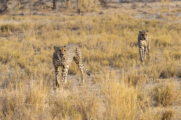 Two cheetahs (Acinonyx jubatus) in dry savannah, Etosha National Park, Namibia