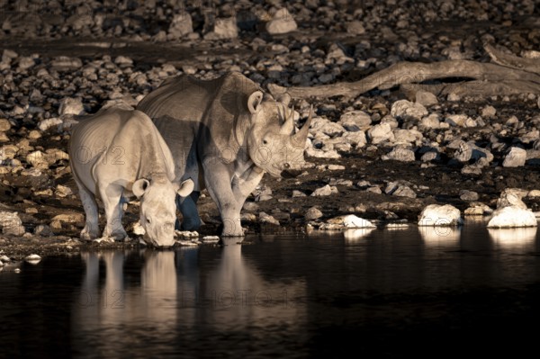 Night photograph, black rhino (Diceros bicornis) with young, Okaukuejo waterhole, Etosha National Park, Namibia