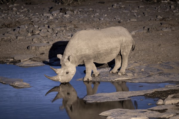 Night shot, black rhino (Diceros bicornis), Okaukuejo waterhole, Etosha National Park, Namibia