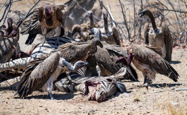 White-backed vulture (Gyps africanus) with bloody head sitting on the head of a dead plains zebra (Equus quagga), vultures feeding on the carcass, Etosha National Park, Namibia