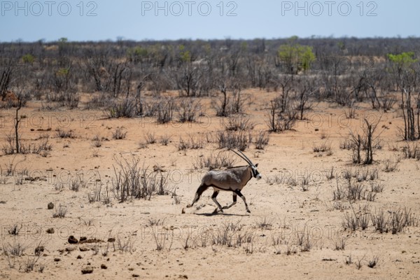 Roebuck (Oryx gazella), Etosha National Park, Namibia