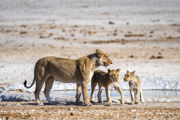 Lion (Panthera leo), with young at the waterhole, Nebrowni waterhole, Etosha National Park, Namibia