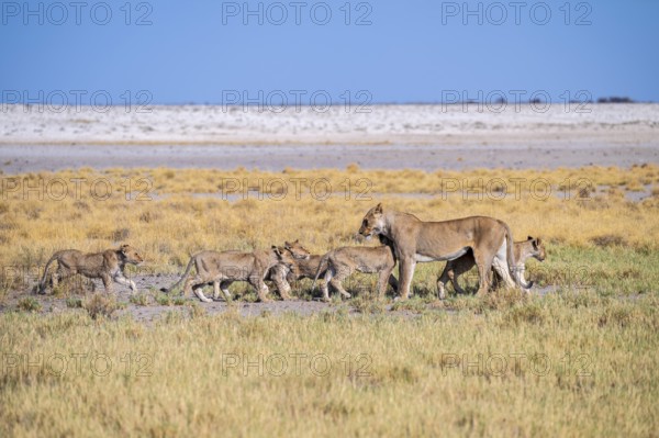 Lioness (Panthera leo) with cubs, Etosha National Park, Namibia