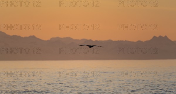 Bald eagle (Haliaeetus leucocephalus) flying in front of mountain silhouettes of the Aleutian chain, at sunset, picturesque golden light of the midnight sun, Cook Inlet, Anchor Point, Anchor River State Recreation Area, Alaska, USA