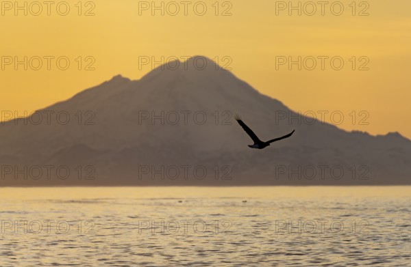 Bald eagle (Haliaeetus leucocephalus) flying in front of mountain silhouettes of the Aleutian chain with peak Mount Redoubt, at sunset, picturesque golden light of the midnight sun, Cook Inlet, Anchor Point, Anchor River State Recreation Area, Alaska, USA