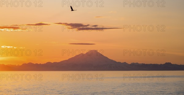 View over Cook Inlet to white mountain peaks of Mount Redoubt, at sunset, picturesque golden light of the midnight sun, bald eagle (Haliaeetus leucocephalus) in flight, mountains of the Aleutian chain, Anchor Point, Anchor River State Recreation Area, Alaska, USA