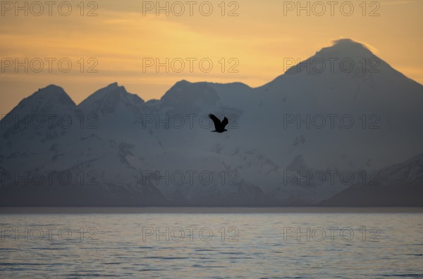Bald eagle (Haliaeetus leucocephalus) flying in front of mountain silhouettes of the Aleutian chain with peak Mount Iliamna, at sunset, picturesque golden light of the midnight sun, Cook Inlet, Anchor Point, Anchor River State Recreation Area, Alaska, USA