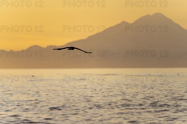 Bald eagle (Haliaeetus leucocephalus) flying in front of mountain silhouettes of the Aleutian chain with peak Mount Redoubt, at sunset, picturesque golden light of the midnight sun, Cook Inlet, Anchor Point, Anchor River State Recreation Area, Alaska, USA