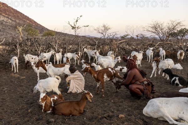 Himba woman milking a goat, traditional Himba village, Kaokoveld, Kunene, Namibia