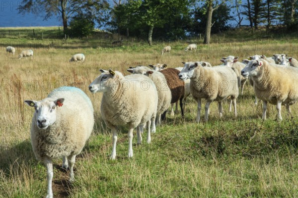 Sheep on a pasture in Kåseberga, Ystad Municipality, Skåne County, Sweden, Scandinavia