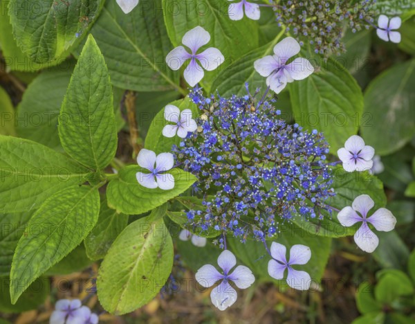Flower of the Hydrangea serrata, Jardin botanique de Vauville, Beaumont-Hague, La Hague, Département Manche, France