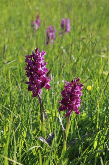 Blooming spotted orchid, Swiss Alps