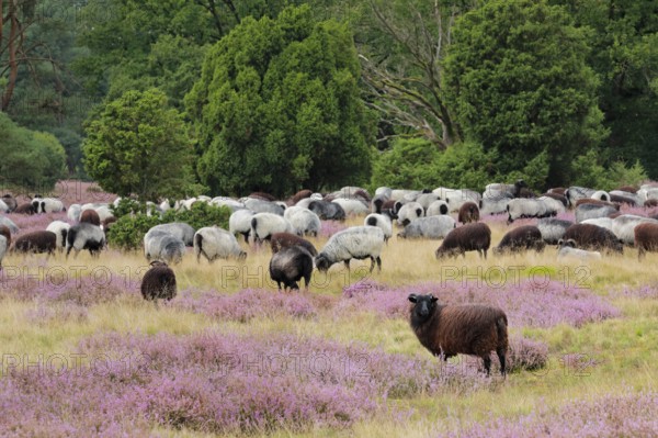 Heidschnucken eating in the midst of the blooming Lüneburger Heide, Lower Saxony, Germany