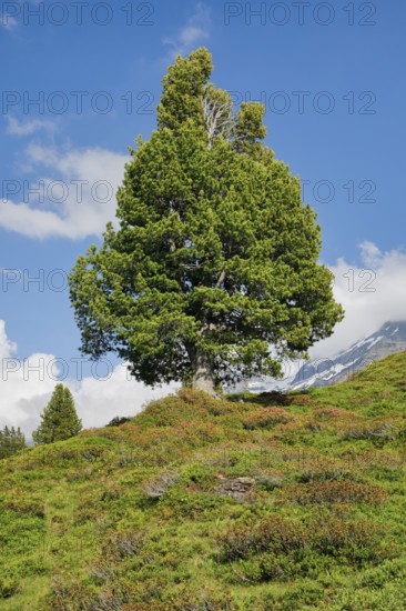 Old pine on Engstlenalp in Gental, Canton of Bern, Switzerland