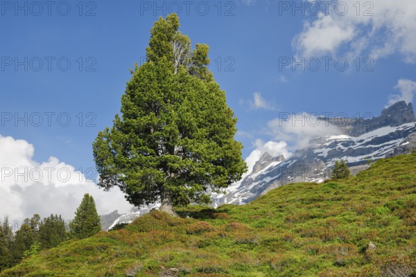 Old pine on Engstlenalp in Gental, Canton of Bern, Switzerland
