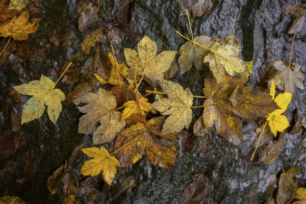 Autumn leaves in front of black rocks, Ospedaletto, Trentino, Italy