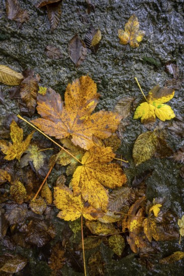 Autumn leaves in front of black rocks, Ospedaletto, Trentino, Italy
