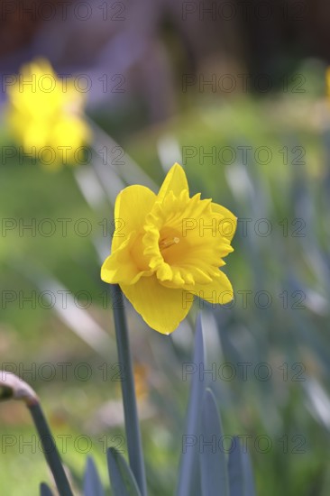 Daffodil (Narcissus), yellow flower in a garden, close-up, Wilnsdorf, North Rhine-Westphalia, Germany