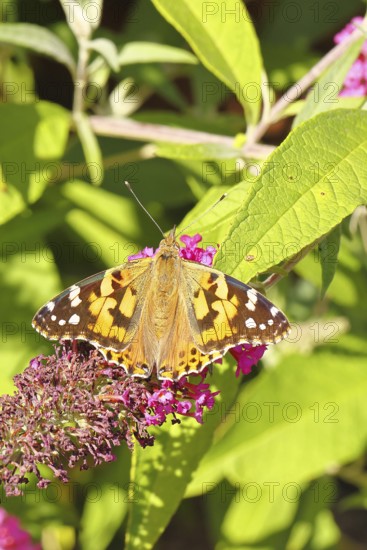 Thistle butterfly (Vanessa cardui) on a Buddleja davidii flower, Wilnsdorf, North Rhine-Westphalia, Germany