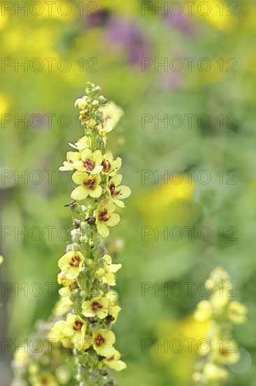 Dark mullein (Verbascum nigrum), flowers, inflorescence, in a natural garden, close-up, Wilnsdorf, North Rhine-Westphalia, Germany
