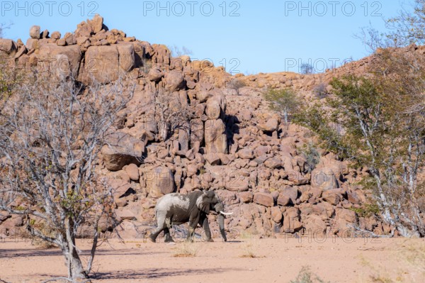 African elephant (Loxodonta africana), desert elephant in barren desert landscape, riverbed of the Ugab River, Damaraland, Erongo, Namibia