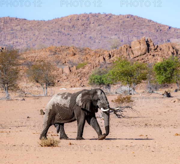 African elephant (Loxodonta africana), desert elephant in barren desert landscape, adult male, riverbed of the Ugab River, Damaraland, Erongo, Namibia