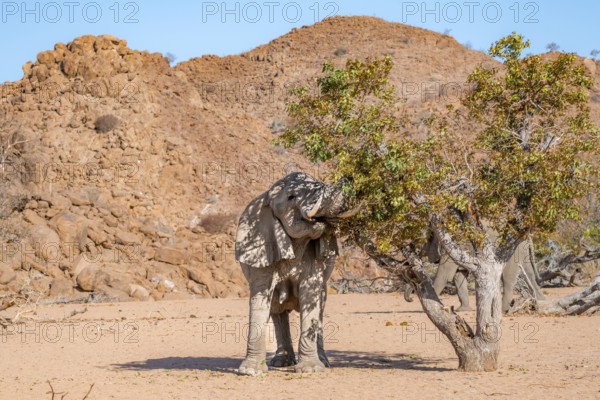 African elephant (Loxodonta africana), desert elephant in barren desert landscape, eating leaves in a tree with its trunk, riverbed of the Ugab River, Damaraland, Erongo, Namibia